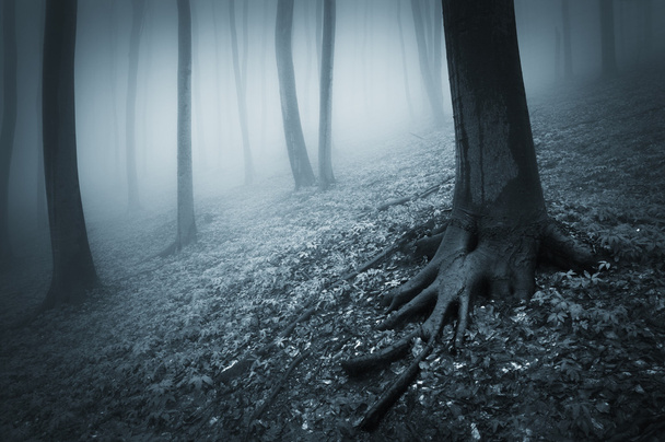 Хэллоуинский лес с деревом с извилистыми корнями и туманом
 - Фото, изображение