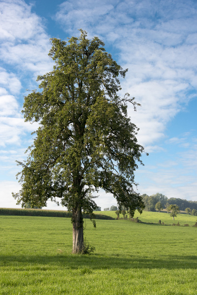 Single tree in landscape - Фото, изображение