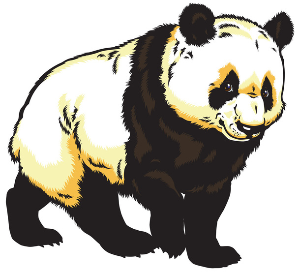 panda gigante
 - Vector, imagen