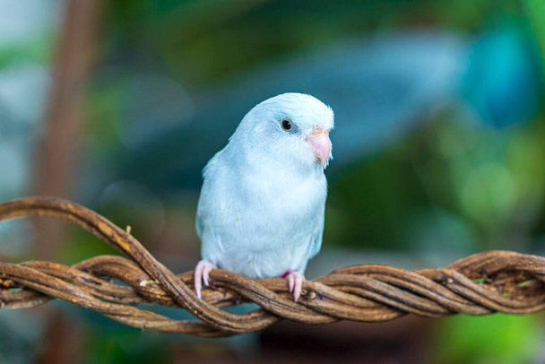 Mała Forpus papuga usiadła na winorośli. Papuga (forpus passerinus) siedząca na gałęzi lub winorośli. - Zdjęcie, obraz