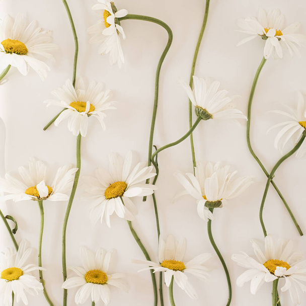 Kamillenblütenmuster auf weißem Hintergrund. Flache Lage, minimalistische florale Textur von oben - Foto, Bild