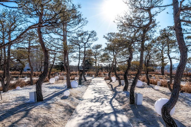 Un pequeño sendero rodeado de pinos en un jardín zen en Gangneung, Corea del Sur - Foto, Imagen