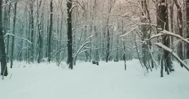 Verschneite, winterliche Straße in einem düsteren Waldpark, die Kamera bewegt sich sanft rückwärts - Filmmaterial, Video