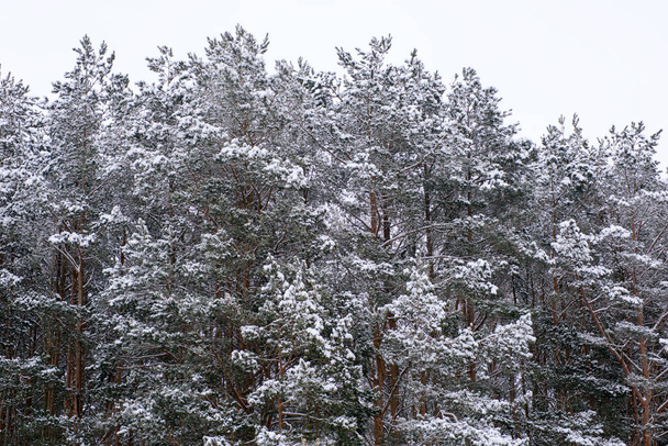 first snow fell in the pine forest. - Photo, Image