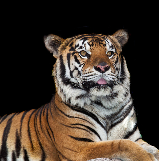 Tigre poderoso
 - Foto, Imagem