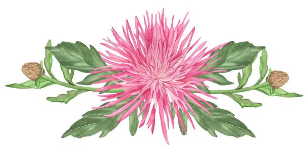 Watercolor Pink Cornflowers Bouquet with branch and leaves isolated on a white background. - Foto, Imagen