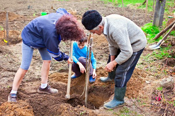 Grandfather, daughter and grandson planting trees - Foto, Imagen