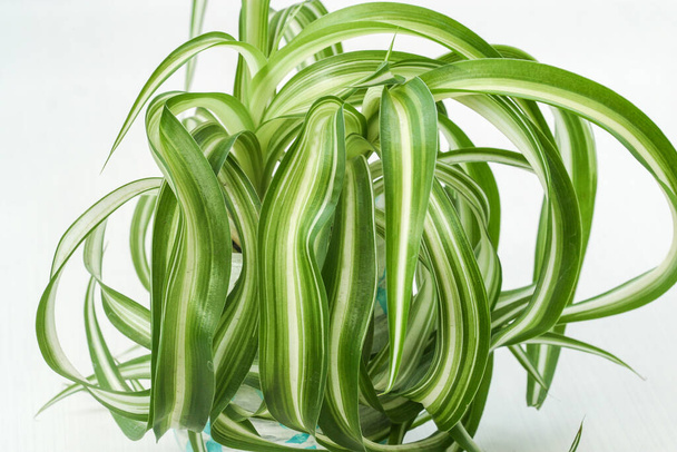 хлорофітум, рослина-павук вічнозелена багаторічна квітуча рослина
 - Фото, зображення