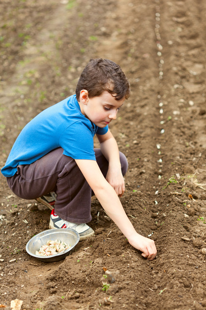 Cute kid planting garlic - Fotografie, Obrázek