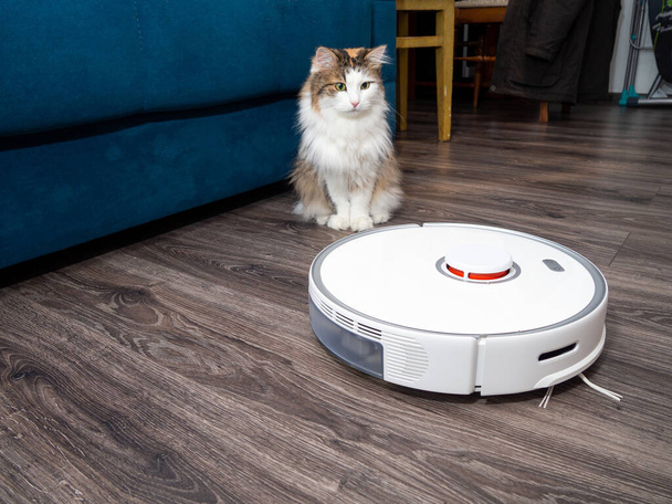 a white vacuum cleaner robot and a fluffy cat on a laminated wooden floor. The concept of cleaning the living space. - Photo, Image