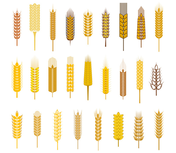 Iconos de oreja de cereales
 - Vector, Imagen
