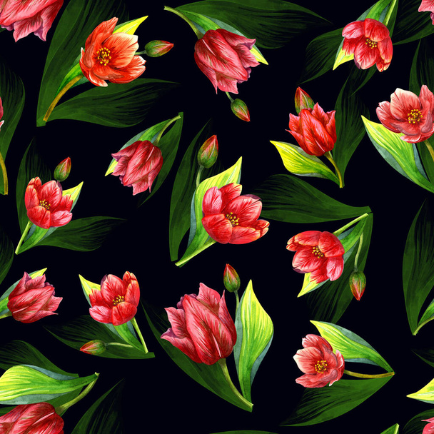 Akwarelowy tulipan, Pattren. Jasny czerwony kwiat na czarnym tle. - Zdjęcie, obraz