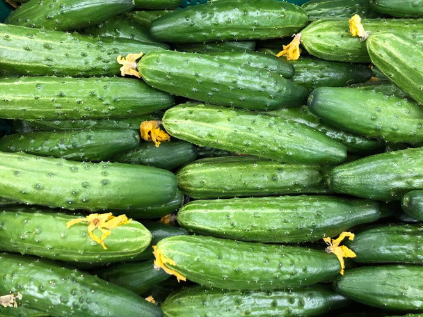 Macro Photo food cucumbers. Texture pattern background green cucumbers. Image fresh green cucumbers - Photo, Image
