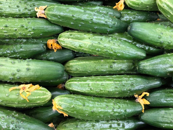 Macro Photo αγγούρια τροφίμων. Υφή μοτίβο φόντο πράσινο αγγούρια. Πράσινα αγγούρια εικόνας - Φωτογραφία, εικόνα