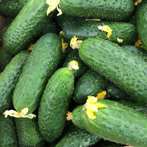 Macro Photo food cucumbers. Texture pattern background green cucumbers. Image fresh green cucumbers - Photo, Image