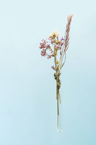 Krásné sušené květiny kytice ve zkumavce, minimální uspořádání. Přírodní suché divoké květiny ve skleněné baňce pro design, kopírovací prostor. - Fotografie, Obrázek