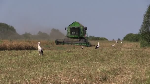 combineren oogst droge erwt planten en ooievaar vogels - Video
