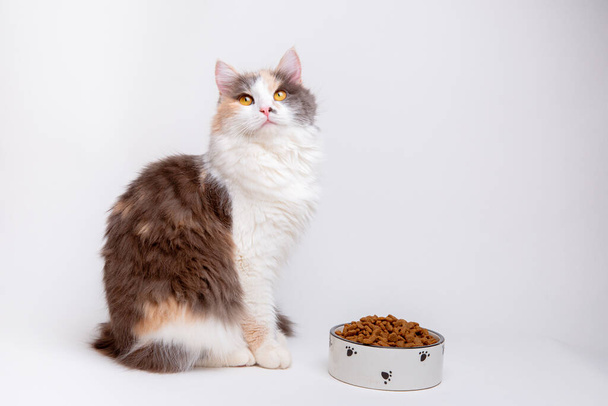portrait of a funny cute gray and white cat, fluffy with a bowl of dry food sitting on a white background - Photo, Image