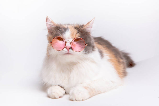 Beyaz bir arka planda uzanan pembe gözlüklü komik gri beyaz tüylü bir kedinin portresi. - Fotoğraf, Görsel