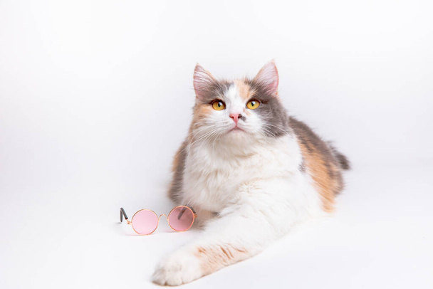 portrait d'un drôle de chat moelleux gris et blanc dans des lunettes roses ensoleillées couché sur un fond blanc - Photo, image