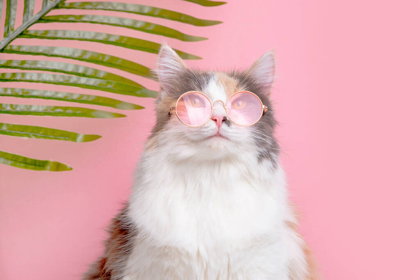 Porträt einer lustigen niedlichen Katze grau mit weißer, flauschiger Sonnenbrille auf rosa Hintergrund im Urlaub mit einer Palme - Foto, Bild