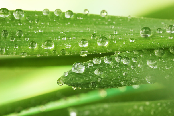 Fresh grass with dew drops - Photo, image