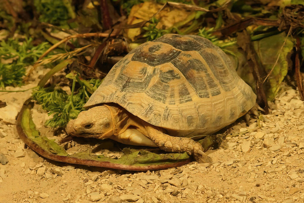 Yunan ya da mahmuzlu kaplumbağa Testudo Graeca 'ya yakın çekim, yaprak yiyor. - Fotoğraf, Görsel