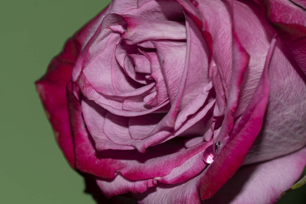 Krásné růžové růže květ Detail - Fotografie, Obrázek