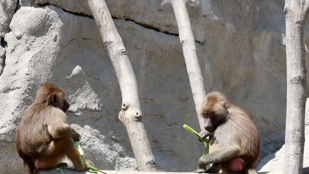 Two baboons eating food - Footage, Video