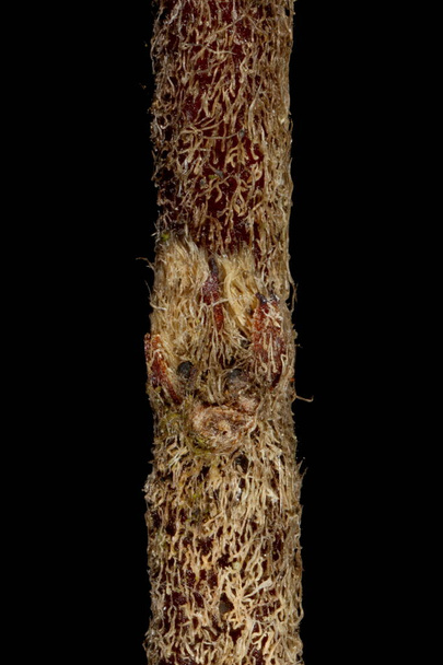 Hjelmqvist's cotoneaster (Cotoneaster hjelmqvistii). Lateral Bud Closeup - Valokuva, kuva