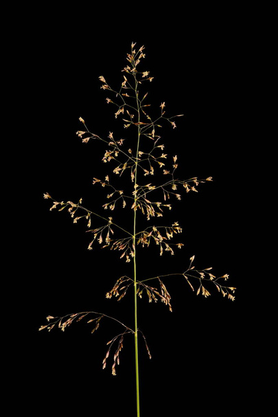Common Bent (Agrostis capillaris). Inflorescence Closeup - Foto, immagini
