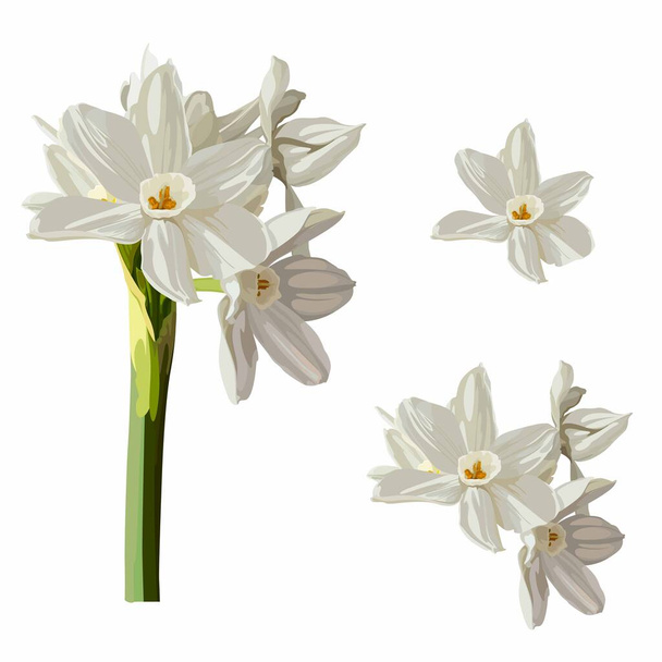 Beautiful narcissus flowers for cards, posters, textile etc. Cartoon narcissus illustration. - Vector, Image