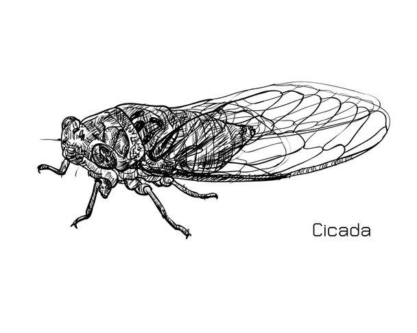 Piirustus cicada
  - Vektori, kuva