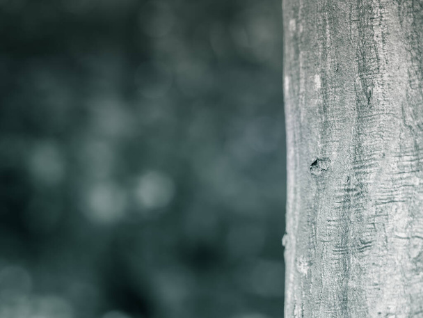 Abstract monochrome picture in the woods with a tree trunk in the foreground and bokeh lights in the background - Photo, Image