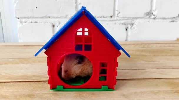 Syrische hamster speelt in huis voor knaagdieren - Video