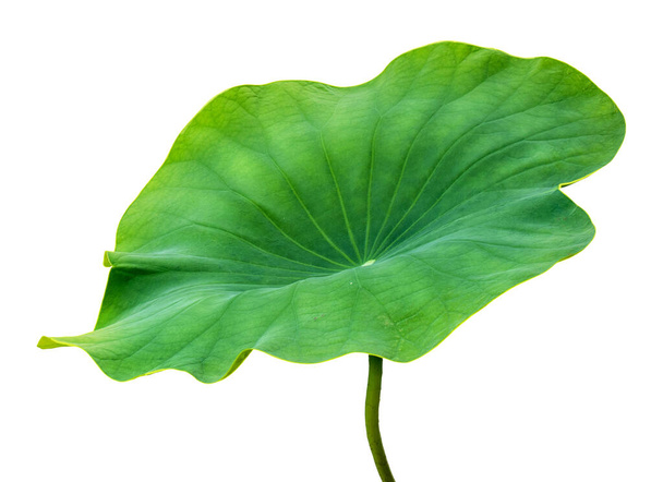 Beautiful lotus leaf isolated on white background. - Photo, Image