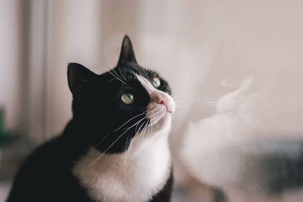 Черная кошка сидит на подоконнике и смотрит в окно - Фото, изображение