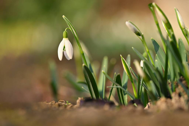 Fundo de primavera com flores. As primeiras flores de primavera - gotas de neve na grama. (Amaryllidaceae - Galanthus nivalis) - Foto, Imagem