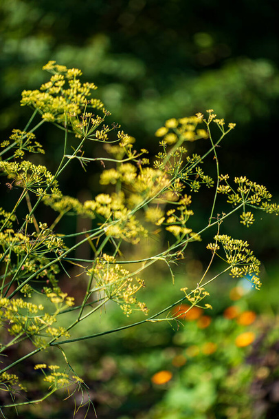 fennel in the organic garden - Foto, Imagem