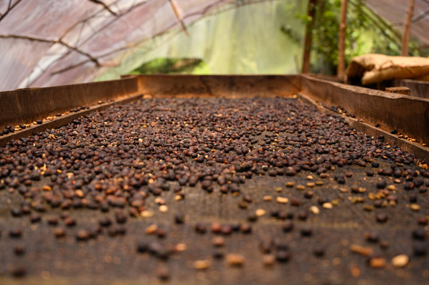 Φωτογραφία από κόκκους καφέ που λαμβάνονται στα βουνά της Δομινικανής Δημοκρατίας σε μια φάρμα καφέ. Μια φωτογραφία του ξηρού καφέ είναι ιδανικό για υφή ή για ένα παράδειγμα της τεχνολογίας παραγωγής καφέ. - Φωτογραφία, εικόνα