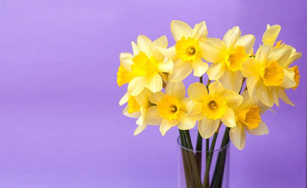 Keltaisia narsisseja violetissa taustakuvassa. Kauniita kirkkaita kukkia. Loman käsite 8. maaliskuuta, Ystävänpäivä, Äitienpäivä, Kansainvälinen naistenpäivä. Tekstipaikka. Banneri. Trendin väri - Valokuva, kuva