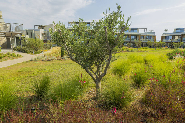 Önünde yeşil zeytin ağacı ve bitkiler olan modern binanın güzel dış yüzeyi. Yunanistan. - Fotoğraf, Görsel