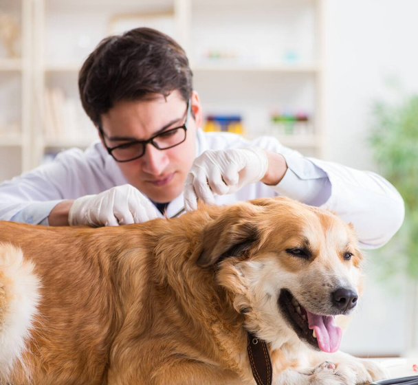 Doktor zkoumá zlatého retrívra psa na veterinární klinice - Fotografie, Obrázek