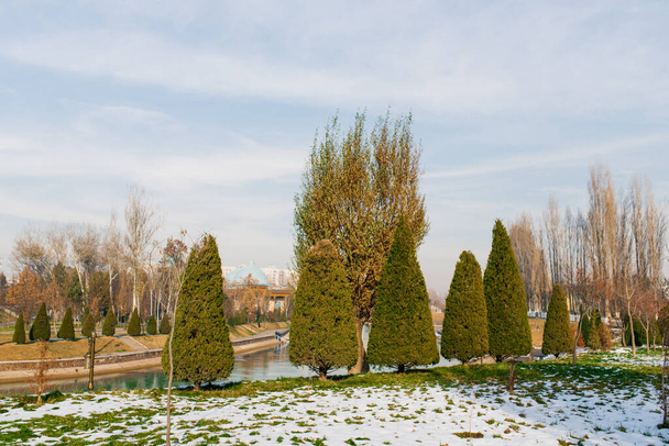 Tui aparado com pirâmides crescer na praça da cidade de Tashkent - Foto, Imagem
