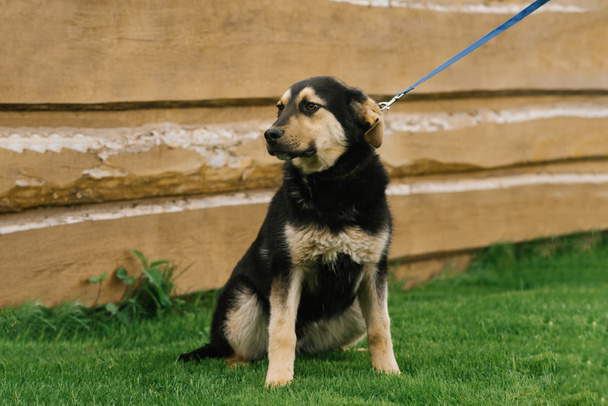 Cão adulto bonito em uma trela, que é mantida pelo seu proprietário ao ar livre - Foto, Imagem
