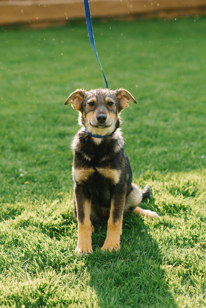 Porträt eines schwarz-roten Hundewelpen auf dem grünen Gras - Foto, Bild