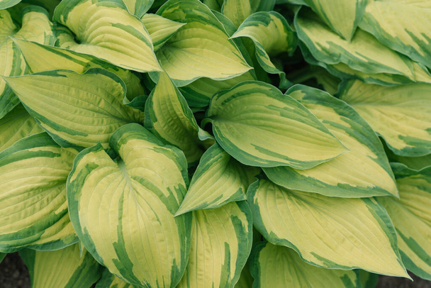 Bright green hosta leaves. Natural background - Photo, Image