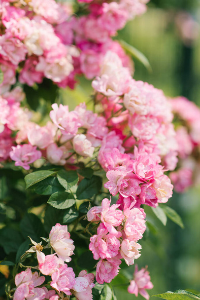 Pachnące róże różane rosnące latem w angielskim ogrodzie. - Zdjęcie, obraz