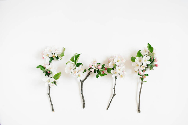 ミニマルなコンセプト。白い背景に白い花を持つリンゴの木の枝。創造的なライフスタイル、春のコンセプト。フラットレイアウト、トップビュー. - 写真・画像