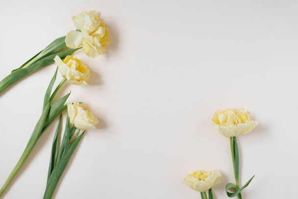 Состав цветов. Желтый тюльпан цветы на светлом фоне. День Святого Валентина, День матери, концепция женского дня. Плоский, вид сверху - Фото, изображение